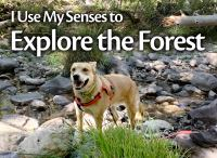 I_Use_My_Senses_to_Explore_the_Forest